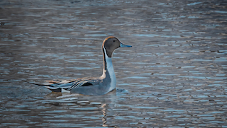 A duck, the Northern Pintail, on the surface of a river