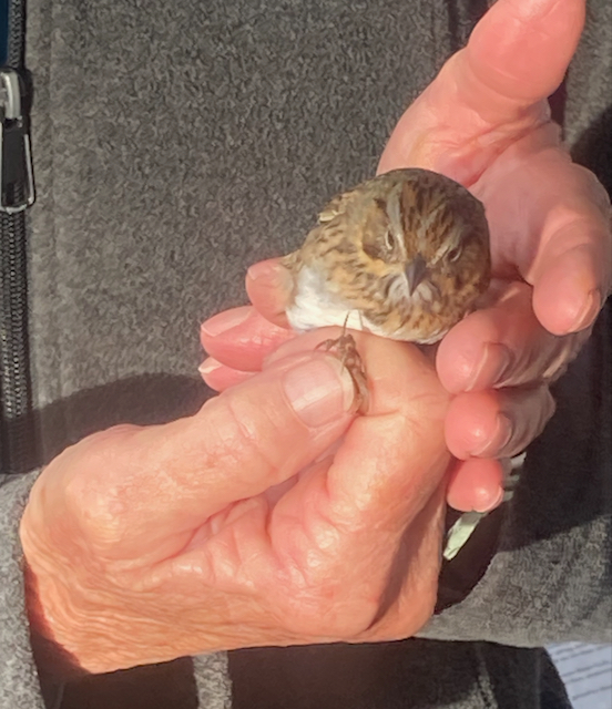 Sparrow in the hands of a bird bander