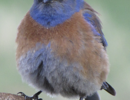 closeup of bird on wooden post