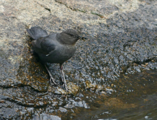 A bird, an American dipper, on a rock adjacent to a stream