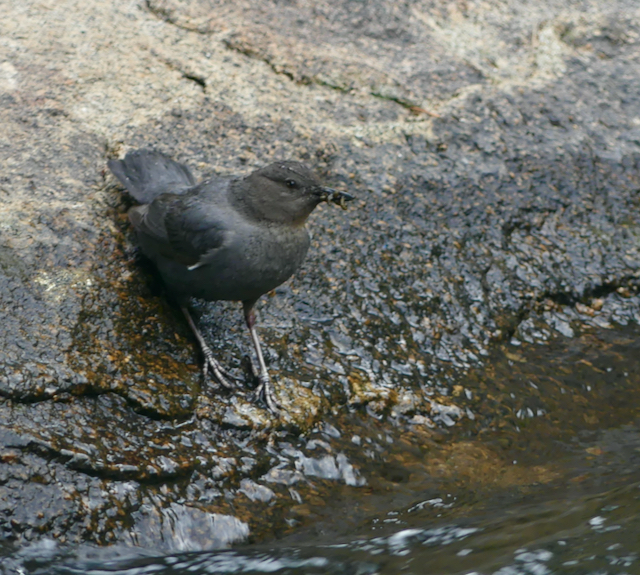 A bird, an American dipper, on a rock adjacent to a stream
