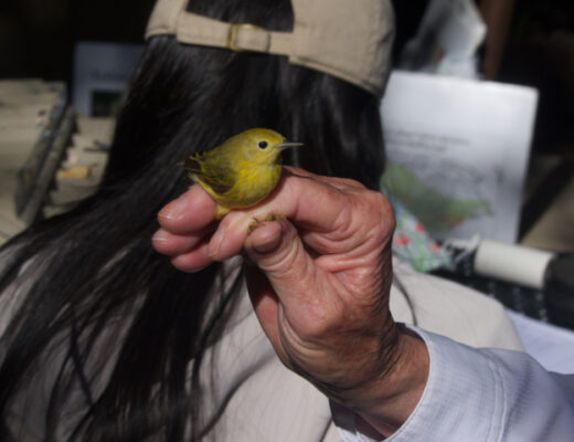 Photograph of a bird, a yellow warbler, being held in a human hand.