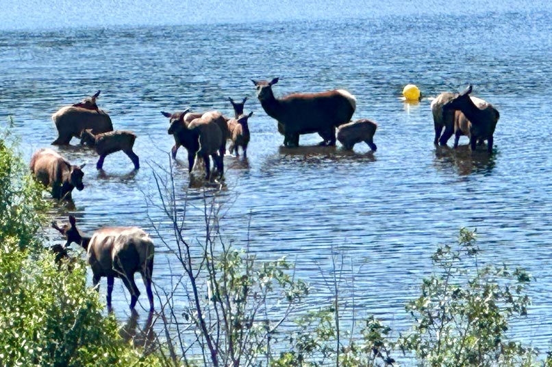 elk wading in a lake