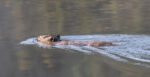 A North American Beaver swimming on a pond surface