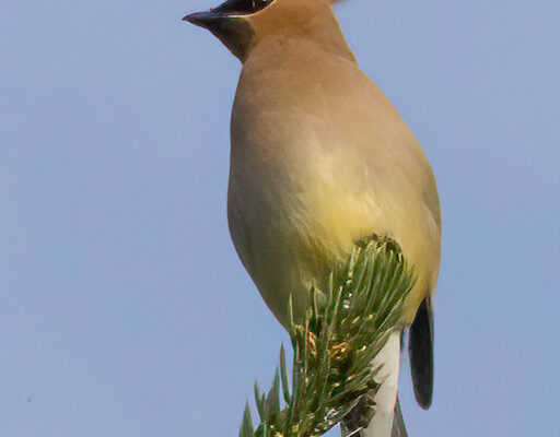 A bird (Cedar Waxwing) perched on a fir branch