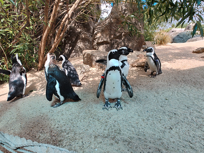 African penguins on sandy ground with trees in background (zoo).