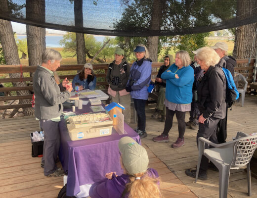 Bird Biologist holding a bird above a table containing measurement tools and discussing the characteristics of a bird held in her hand to a group of adult birders.