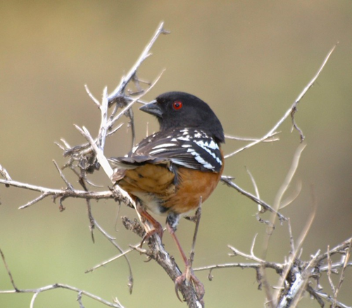 Black bird with red eyes, white spots and reddish belly, sits in a cluster of small branches.