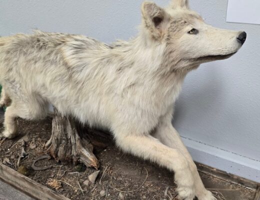 taxidermied wolf