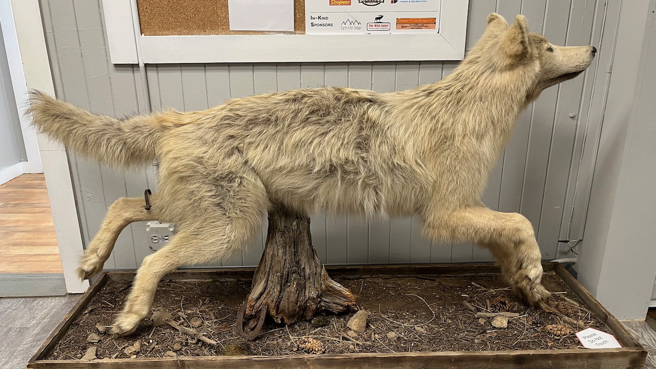 taxidermied wolf