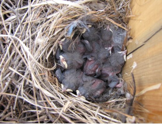 baby birds in a nestbox viewed from the top