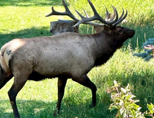 bull elk