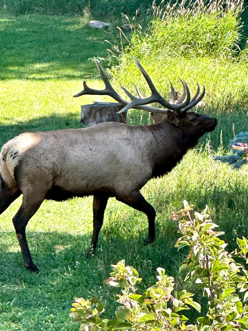 bull elk