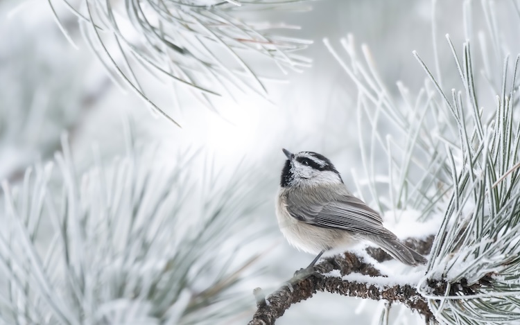 Mountain Chickadee in snowy tree