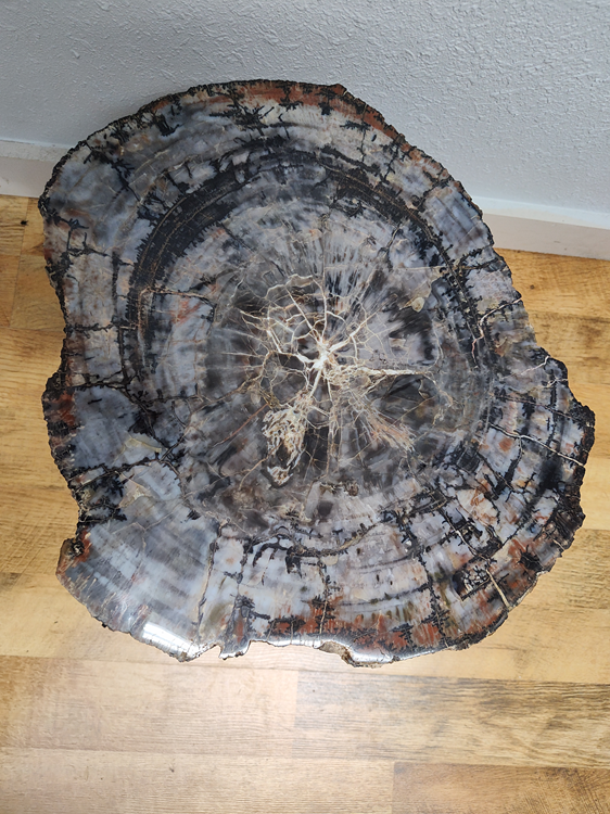 slice of a petrified tree trunk