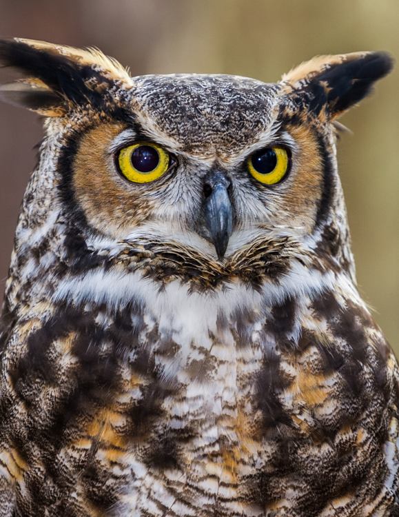 Great horned owl