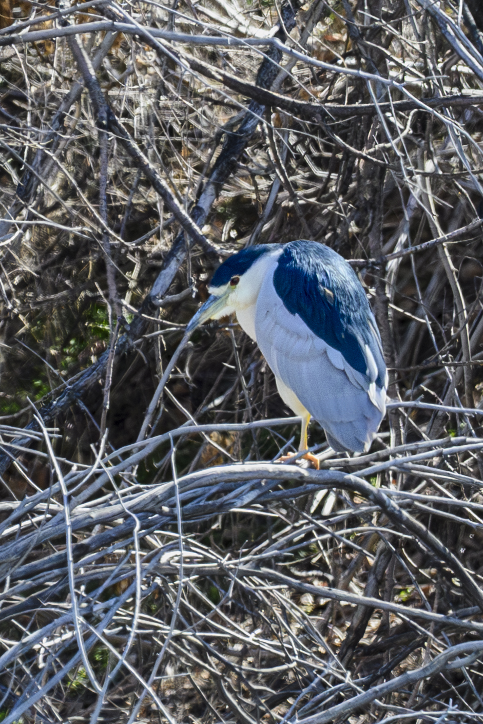 A Black-Crowned Night Heron, perched in a tree.