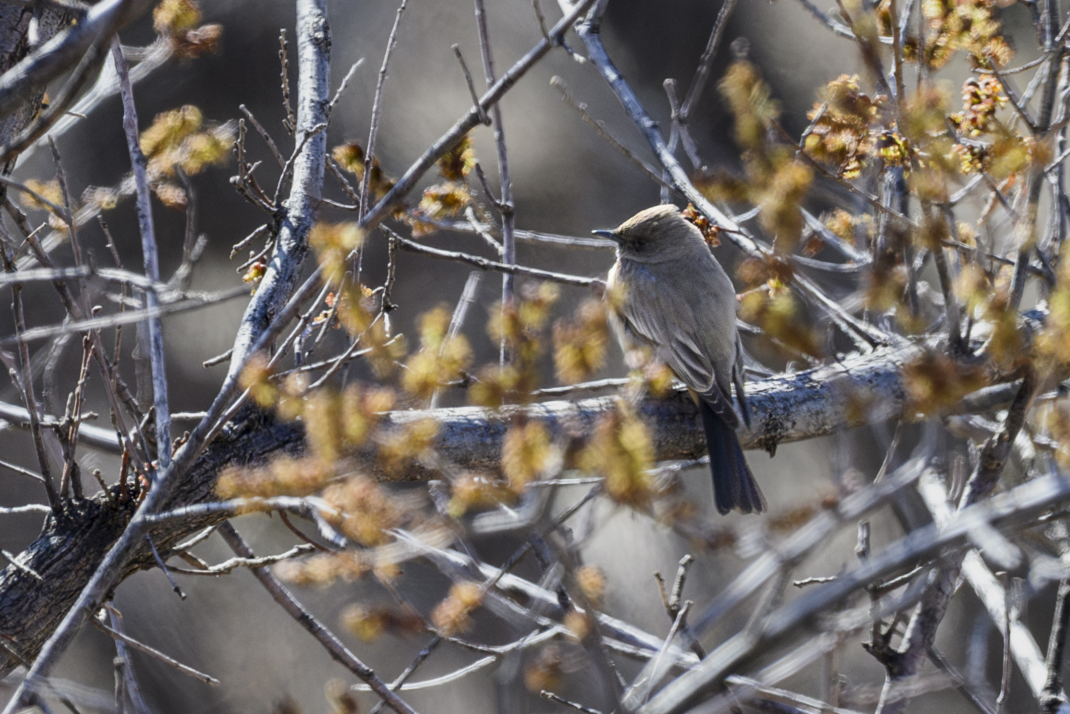 Photograph of a Songbird, a Say's Phoebe, perched in brush.