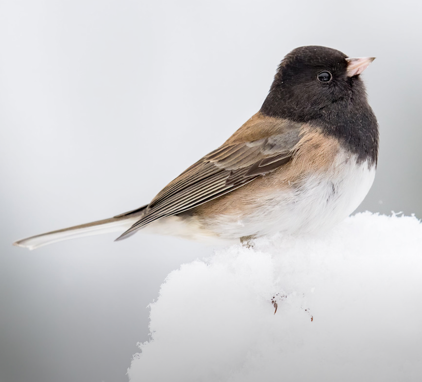 close-up of bird with black head, black eye, light brown beak and back, and white breast sitting on snow
