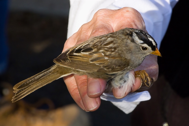 A White-Crowned Sparrow held in a human hand.
