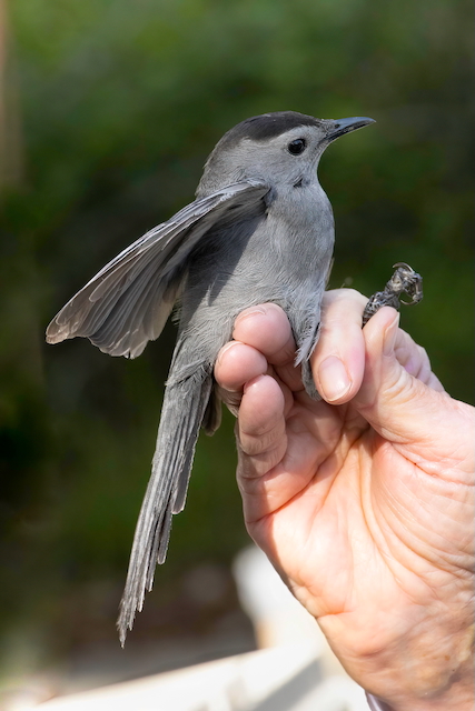 A bird, Grey Catbird, held in a hand.
