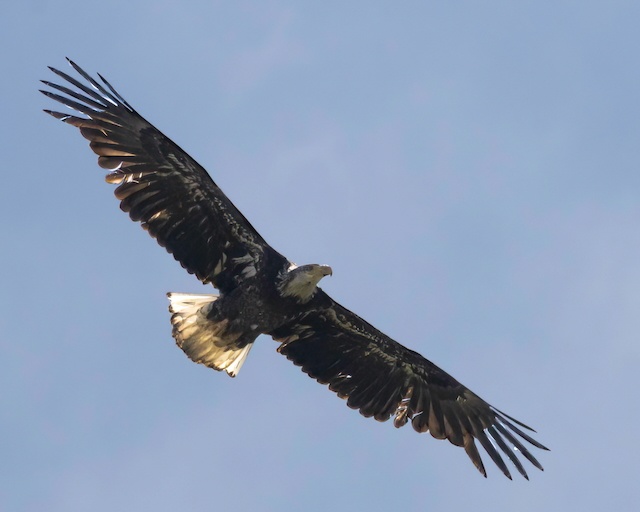 Soaring Bald Eagle