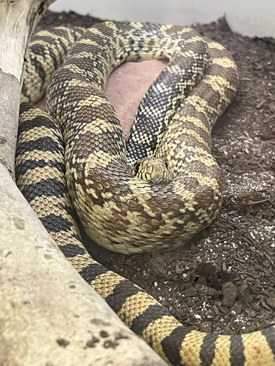 large snake coiled in substrate