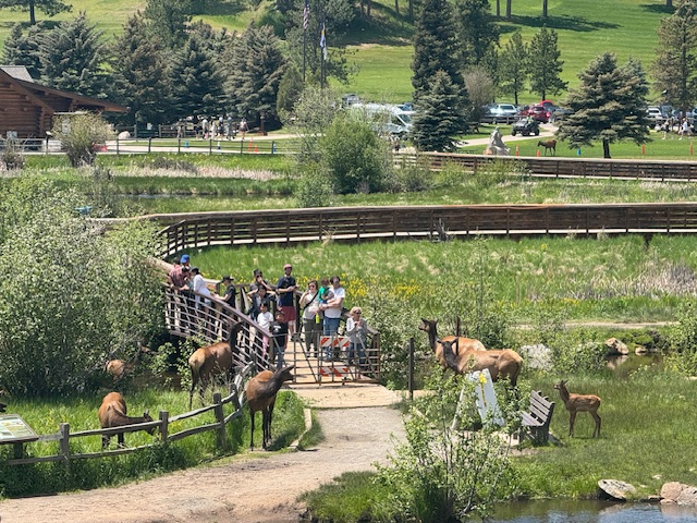 Elk with babies near the boardwalk