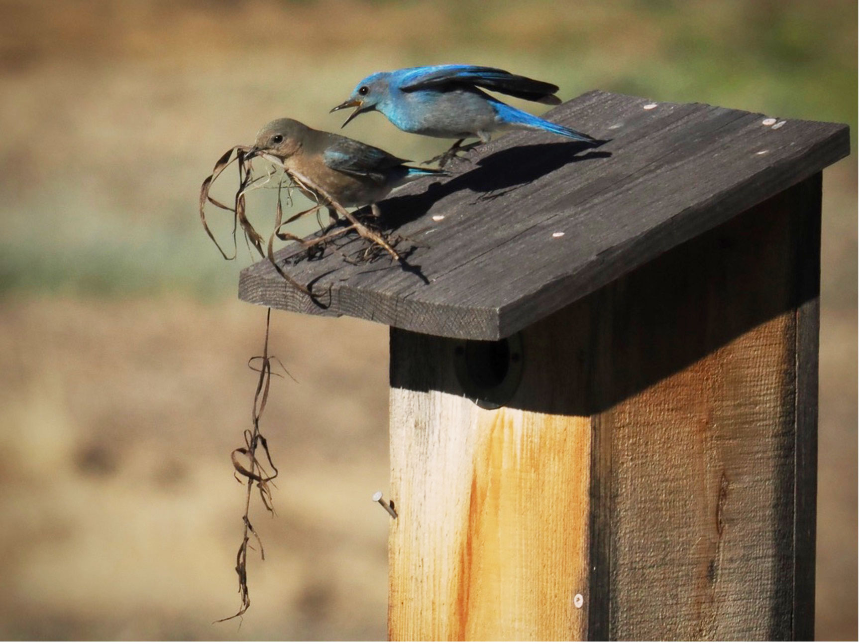 A male and female bluebird on top of a nestbox. The female has nesting material in its beak.