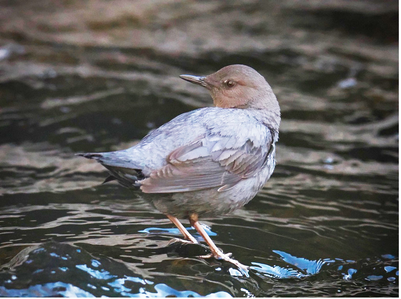 a bird up-close on a rock in the water looking back over its shoulder