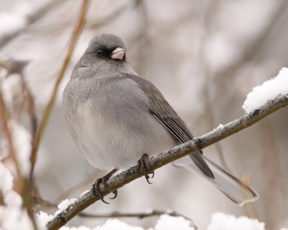 light gray bird with white beack on tree limb with snow