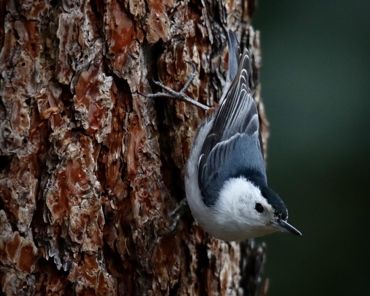 bird upside-down on tree trunk