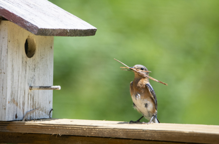 nestbox on top of a railing, and a bird in front of it with pine needles in its mouth