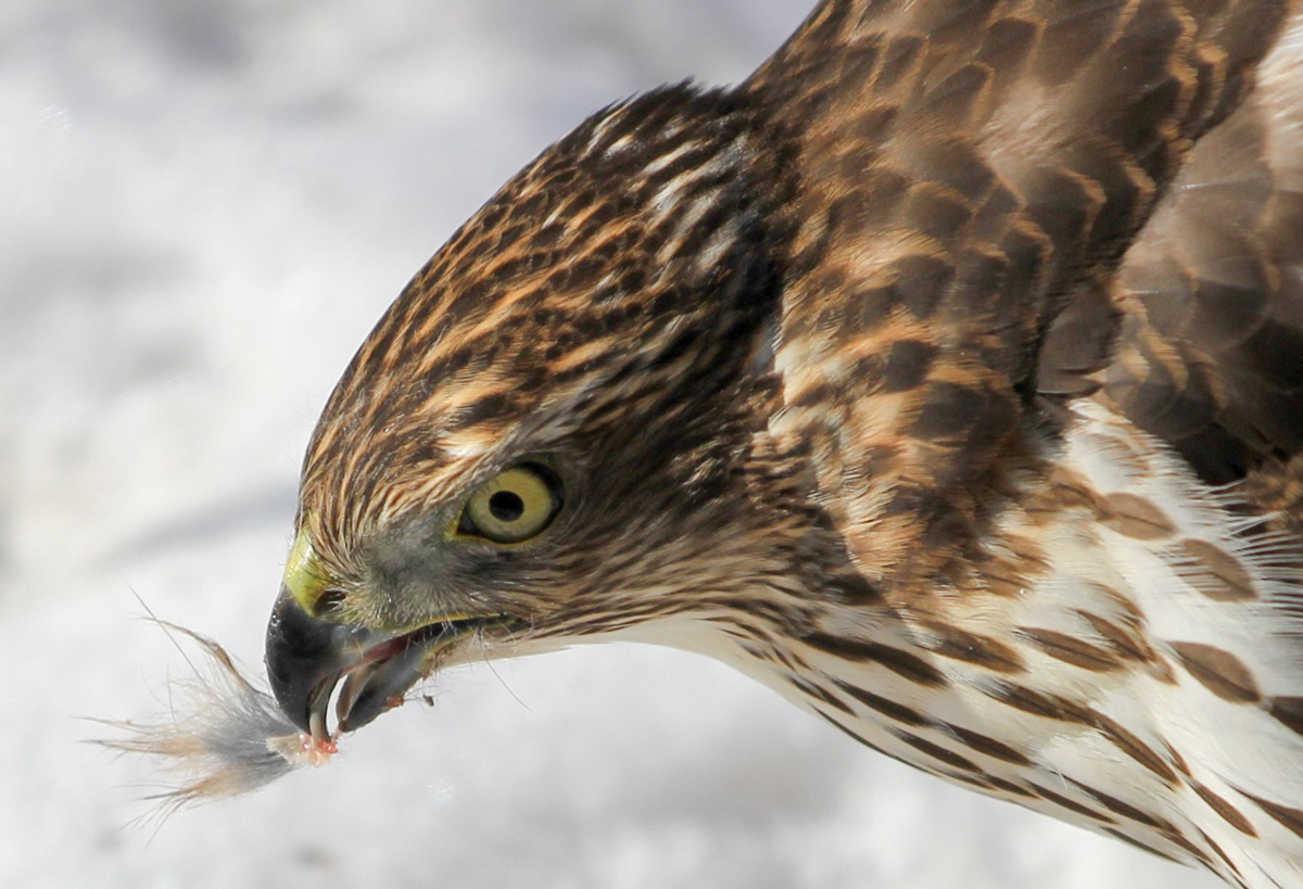 hawk's head up close