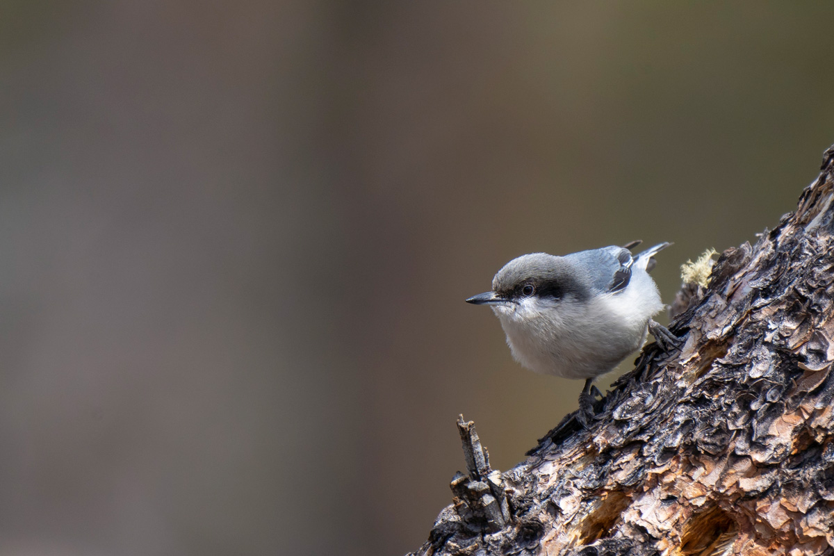 Small gray and white bird on tree trunk