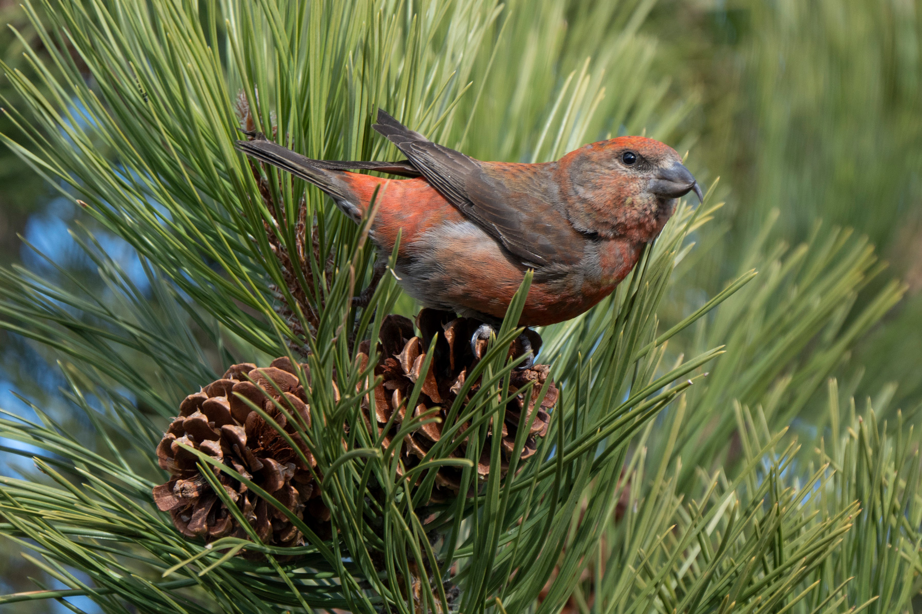 reddish bird in pine tree up close