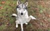 A photo of a gray and white wolfdog saying hello by holding it's left paw up, against a grassy background.
