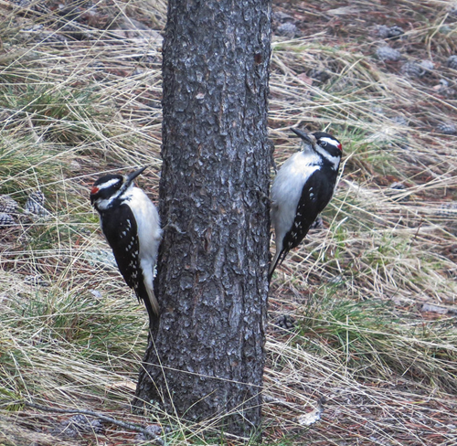 two birds on either side of a small tree trunk