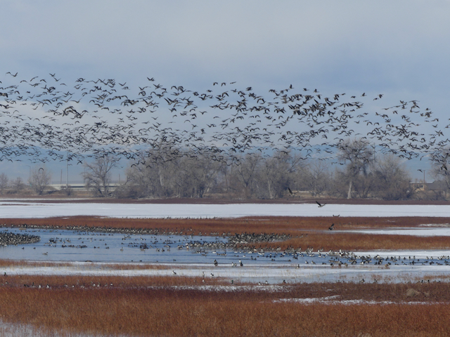 Photograph of a mixed flock of waterfowl over Barr Lake, Adams County, Colorado with the Front Range of the Rocky Mountains in the background