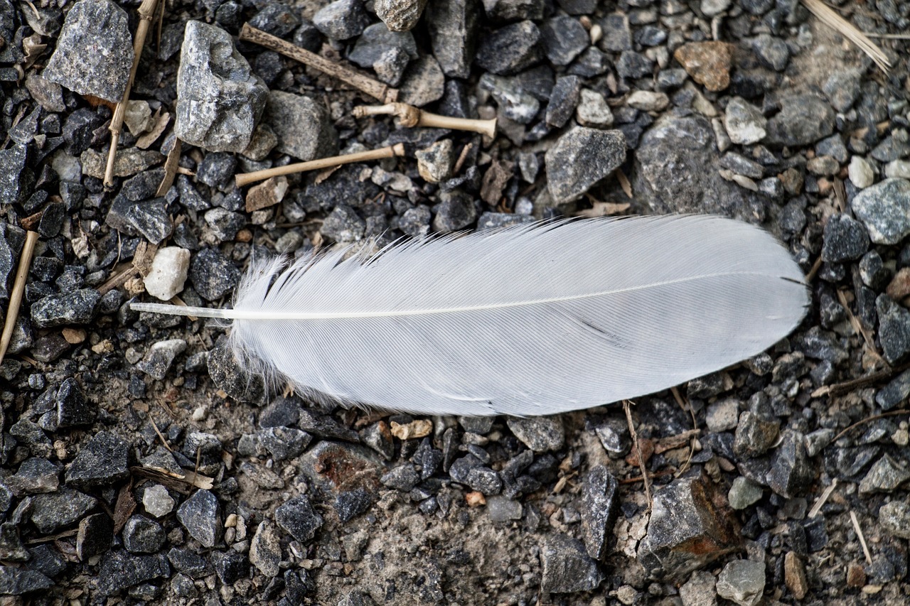 feather up-close on gravel