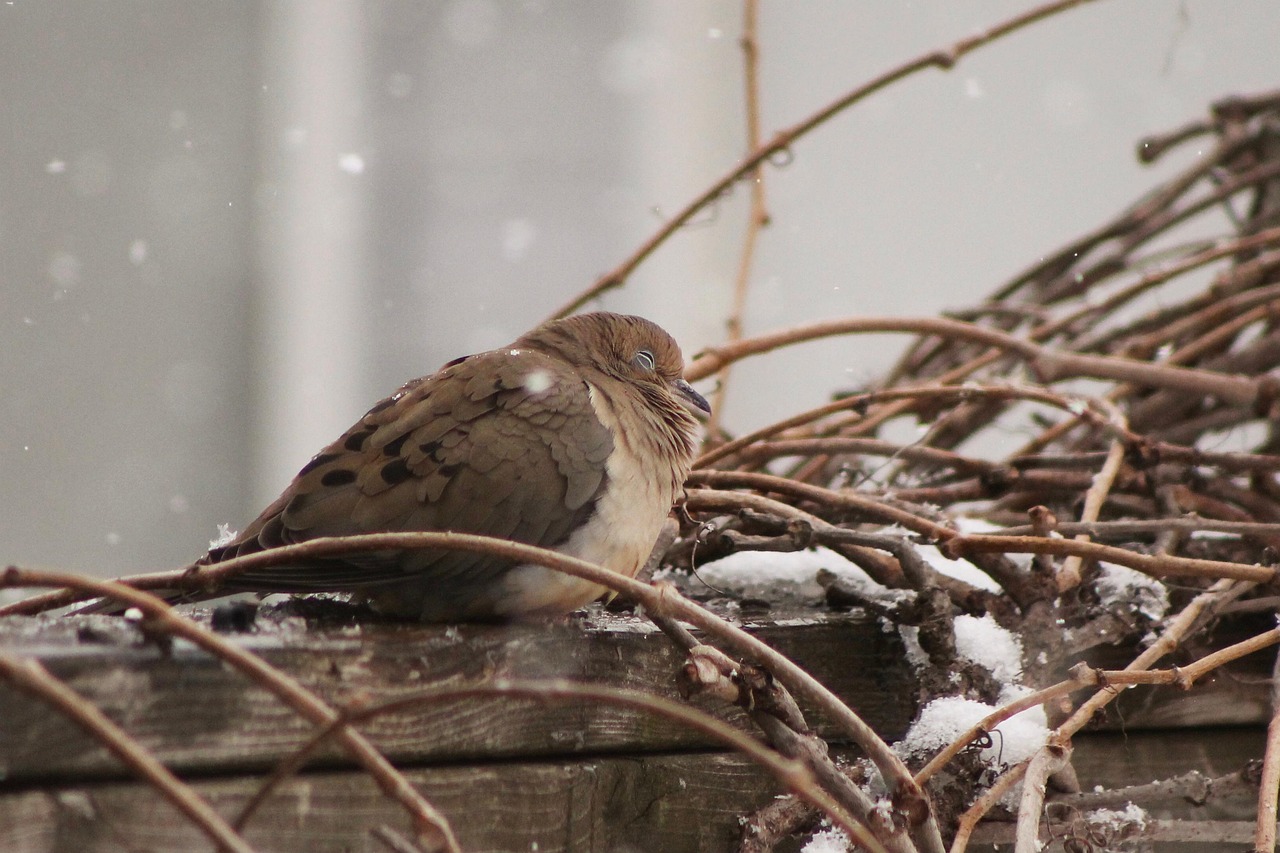 puffed-up bird on a wooden railing
