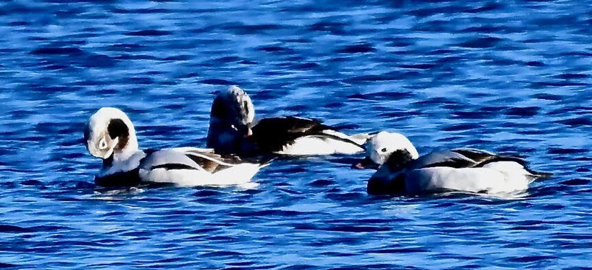 A photo of three Long-Tailed Ducks on a water surface
