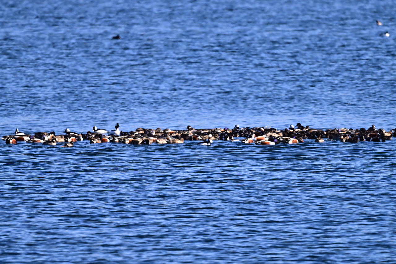A mixed flock of two ducks, Northern Shovelers and Buffleheads, vortex feeding on a lake surface