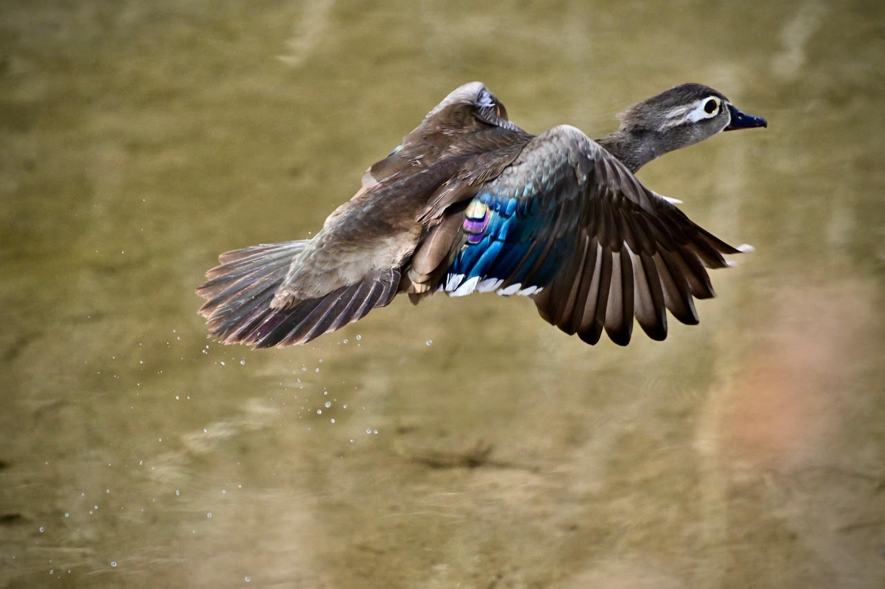 A female Wood Duck, with a an overall brown to dark brown body with white-tipped wing feathers and a striking white eye patch, and a splash of blue, violet, white feathers at the trailing edge of the wing, near the body. The background is a diffuse image of water.