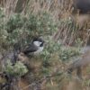 A mountain chickadee, or a white bird with a black cap, white eyebrow and black eye stripe and throat. The chest is white and back gray/tan. It's sitting in aa sagebush.