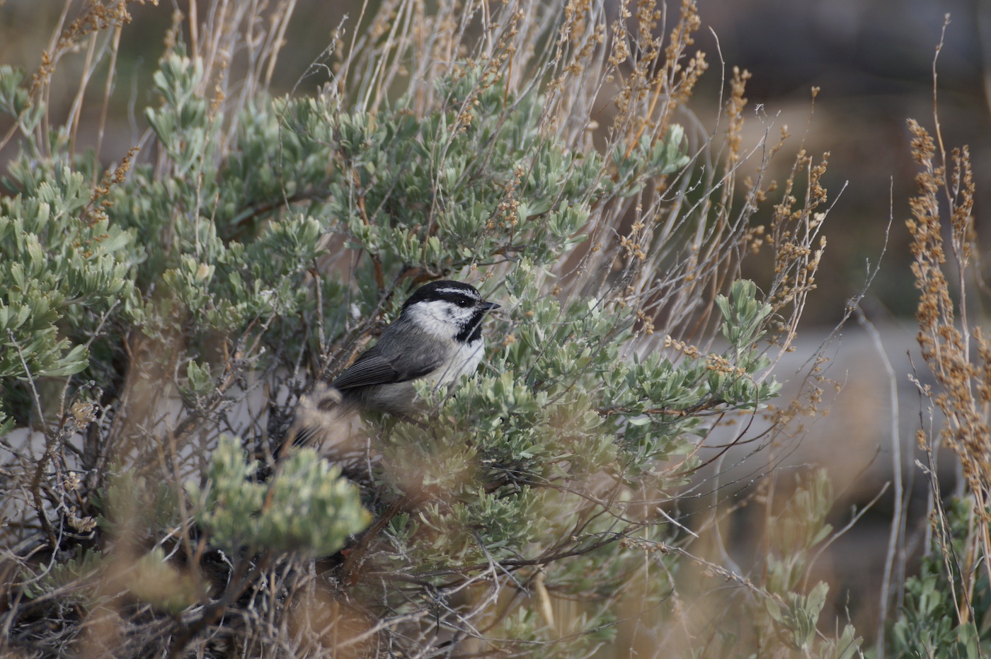 A mountain chickadee, or a white bird with a black cap, white eyebrow and black eye stripe and throat. The chest is white and back gray/tan. It's sitting in aa sagebush.