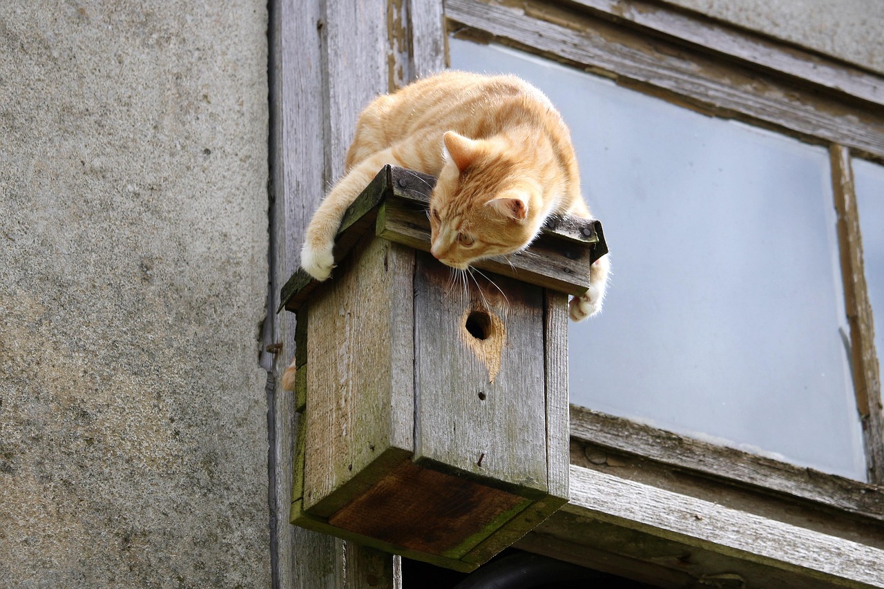 cat on top of a nestbox that's mounted on the side of a building next to a window