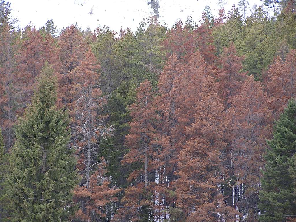 A mix of healthy pine trees and dead brown pine trees