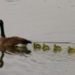 4 baby chicks following mom goose in water