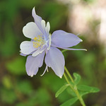Columbine flower